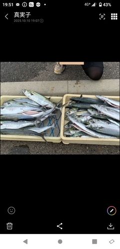 サゴシの釣果