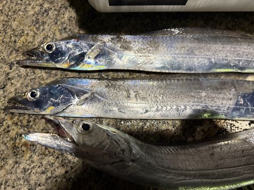 タチウオの釣果