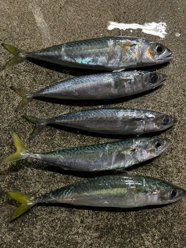 国府津海岸