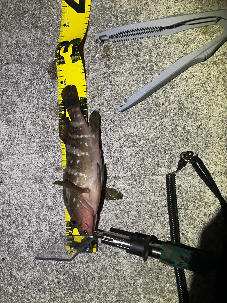 アコウ