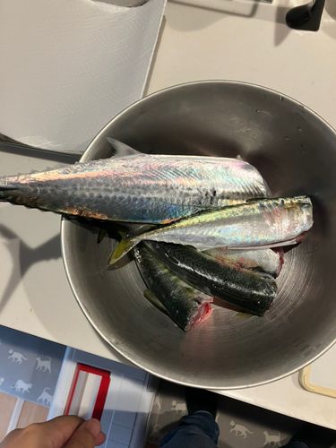 新居海釣公園