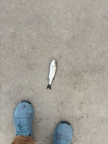 セイゴ（マルスズキ）の釣果