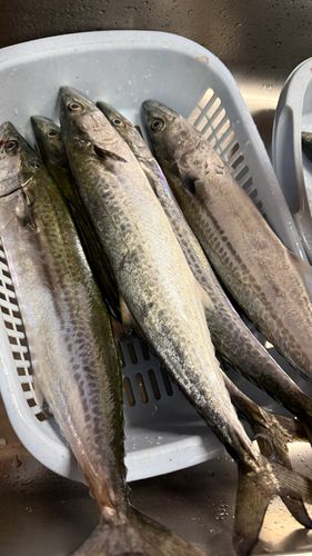 サゴシの釣果