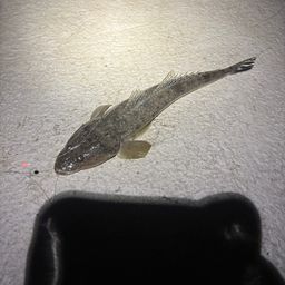 マゴチ