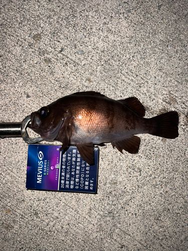 シロメバルの釣果