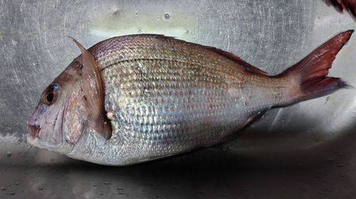 マダイの釣果