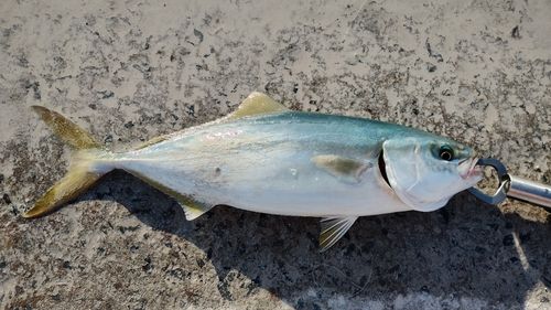 ヤズの釣果
