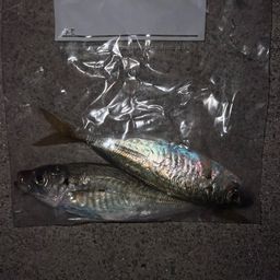 アジ
