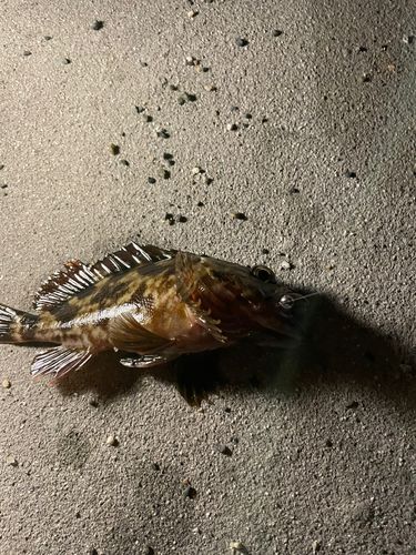 カサゴの釣果
