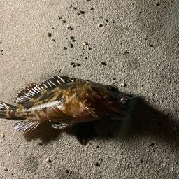 カサゴ