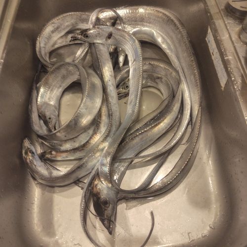 タチウオの釣果