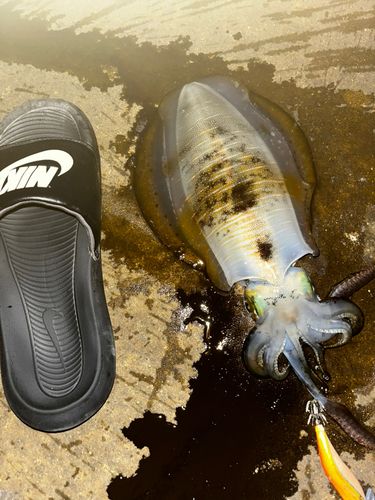 アオリイカの釣果