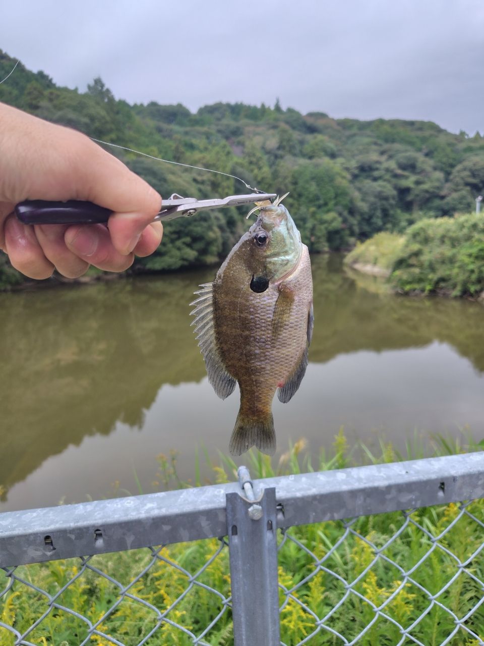 ブルーギル