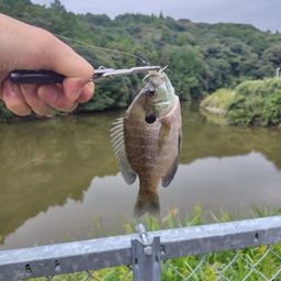 ブルーギル