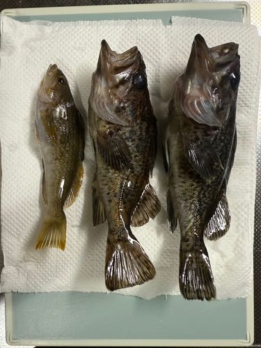 メバルの釣果