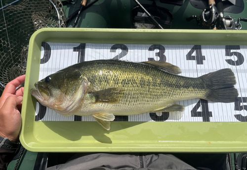 ブラックバスの釣果
