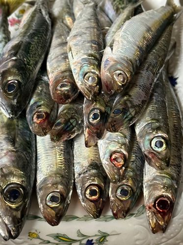 ウルメイワシの釣果