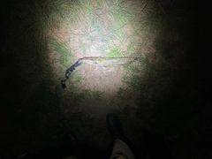 ニホンナマズの釣果