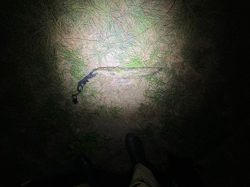 ニホンナマズの釣果