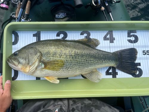 ブラックバスの釣果
