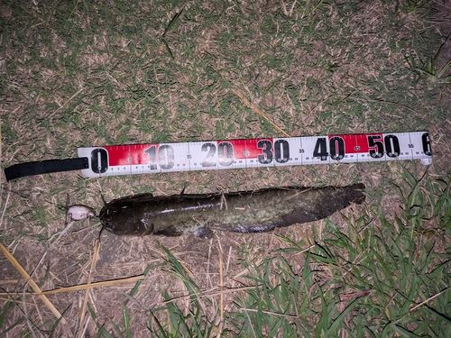 ナマズの釣果
