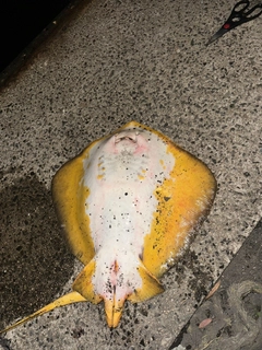 アカエイの釣果