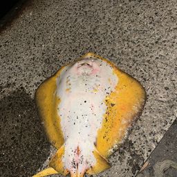 アカエイ