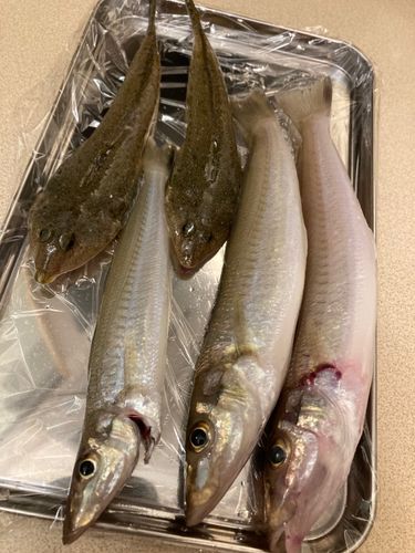 キスの釣果