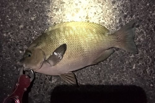 メジナの釣果
