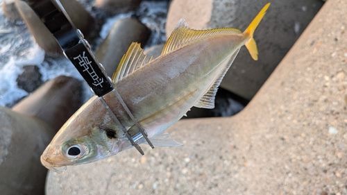 マアジの釣果