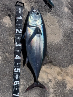 コシナガマグロの釣果