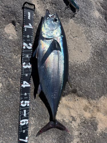 コシナガマグロの釣果