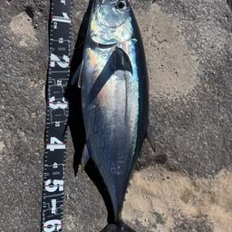 コシナガマグロ