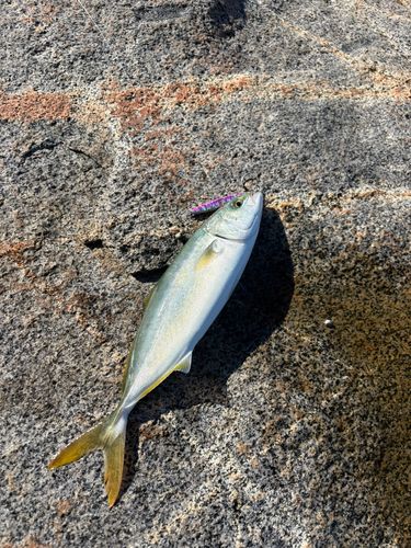 ヤズの釣果