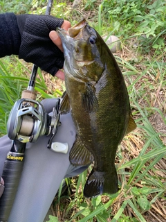 スモールマウスバスの釣果