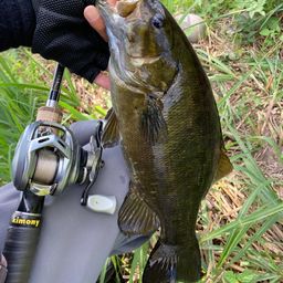 スモールマウスバス