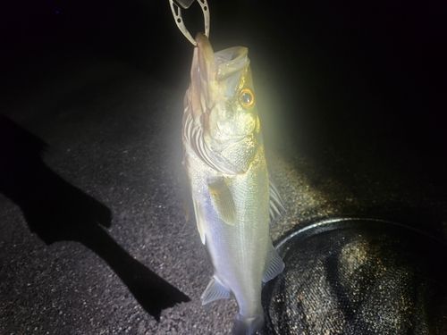 フッコ（マルスズキ）の釣果