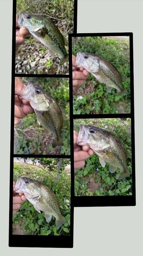 ラージマウスバスの釣果