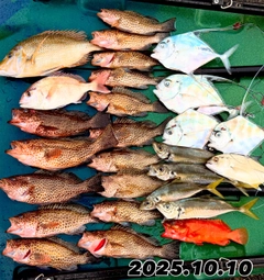 オオモンハタの釣果