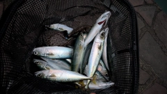 サバの釣果