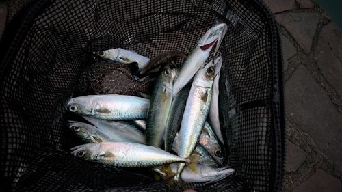 サバの釣果