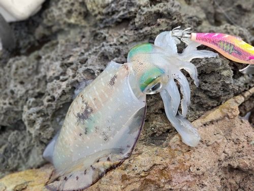 アオリイカの釣果