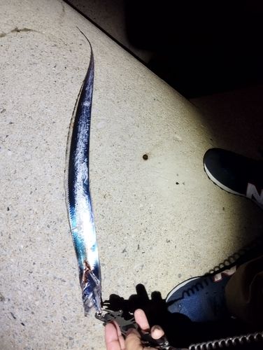 タチウオの釣果