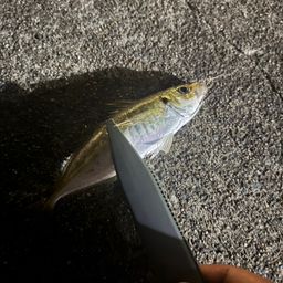 アジ