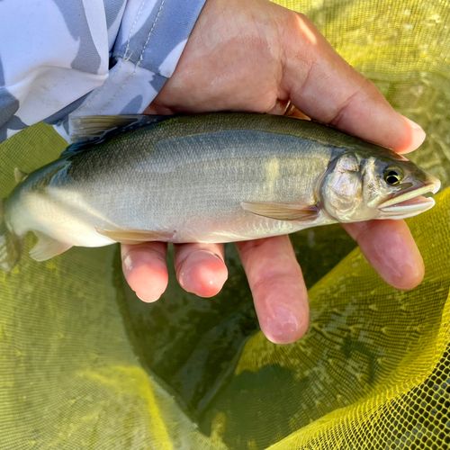 アユの釣果