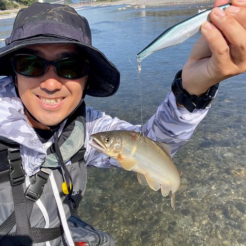 アユの釣果