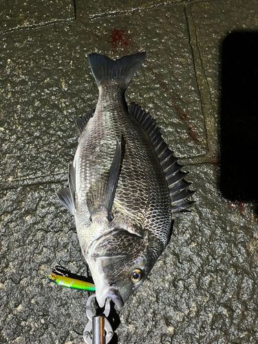 チヌの釣果