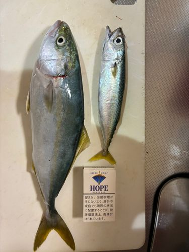 ツバイソの釣果