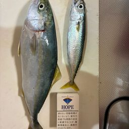 ツバイソ