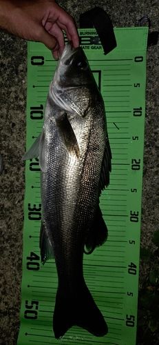 シーバスの釣果